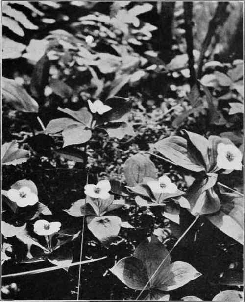 Bunchberry at Home. Cornus Canadensis