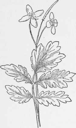 Celandine. Chelidonium majus