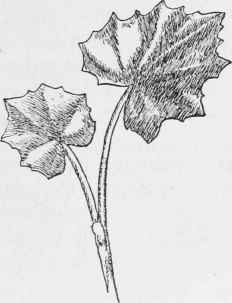 Coltsfoot. Tussilago farfara