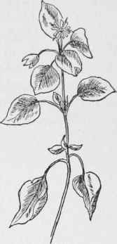 Common Chickweed. Stellaria media