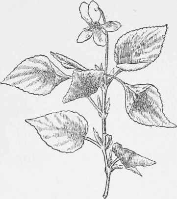 Cream Violet. Viola striata