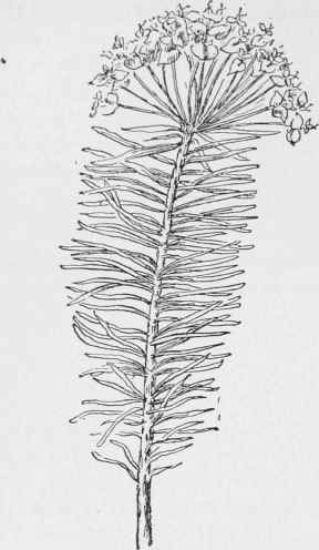 Cypress Spurge. Euphorbia cyparissias