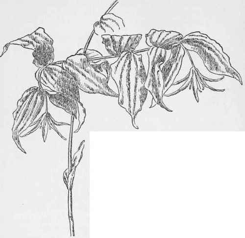 Downy Disporum.