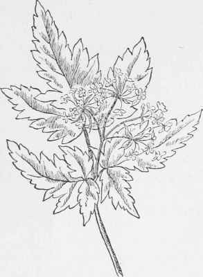 Downy Sweet Cicely. Osmorrhiza brevistylis