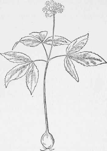 Dwarf Ginseng. Panax trifolium
