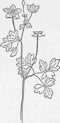 False Rue Anemone