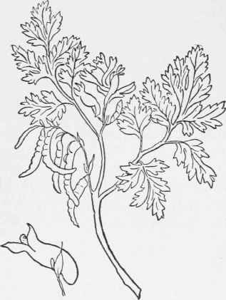 Golden Corydalis. Corydalis aurea After Gray's Genera Plantae Americae