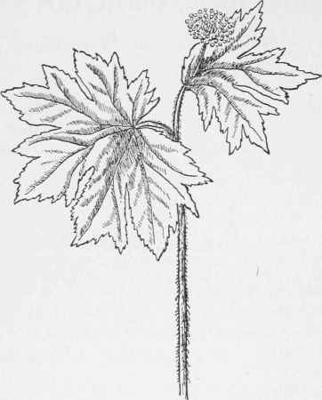 Golden Seal. Hydrastis Canadensis