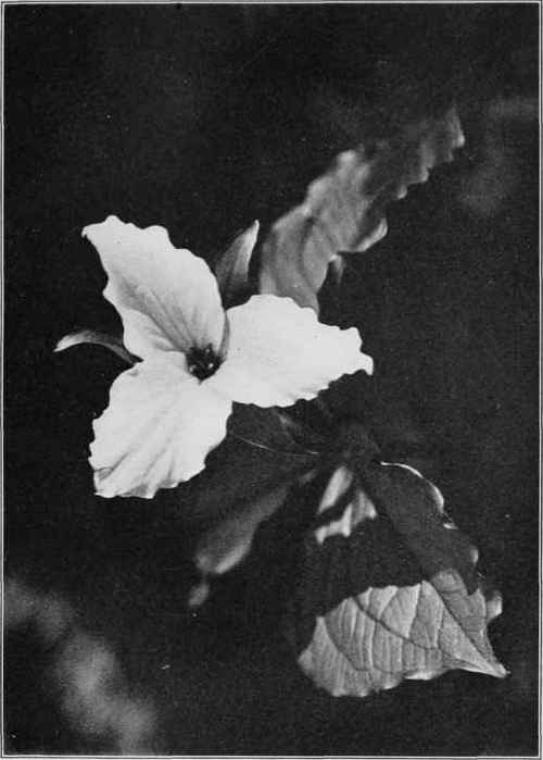 Great White Trillium. Trillium grandifloram