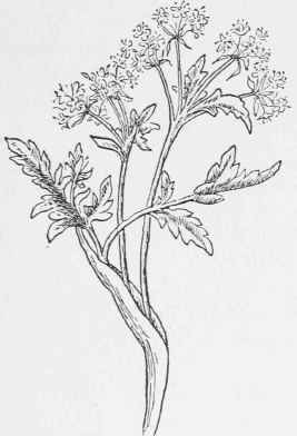 Harbinger of Spring. Erigenia bulbosa