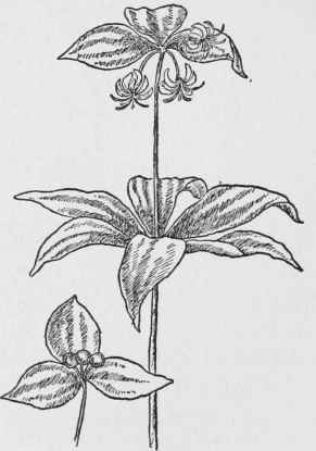 Indian Cucumber Root. Medeola Virginiana
