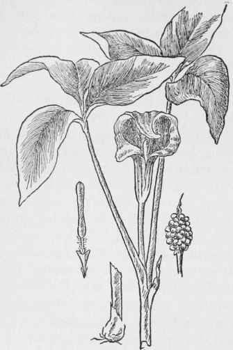 Jack in the Pulpit. Arisama triphyllum