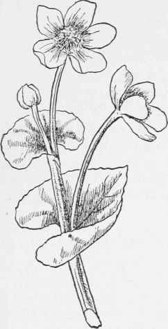 Marsh Marigold. Caltha palustris