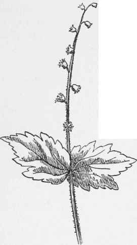 Mitella. Mitella diphylla