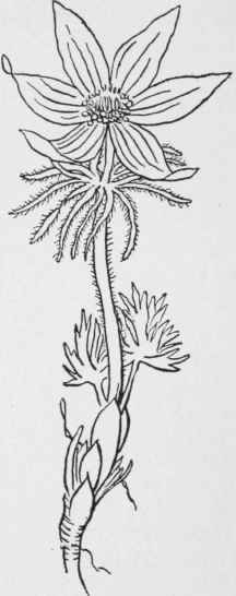 Pasque Flower. Pulsatilla hirtissima