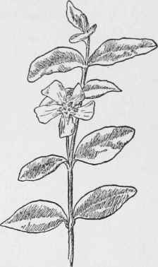 Periwinkle. Vinca minor