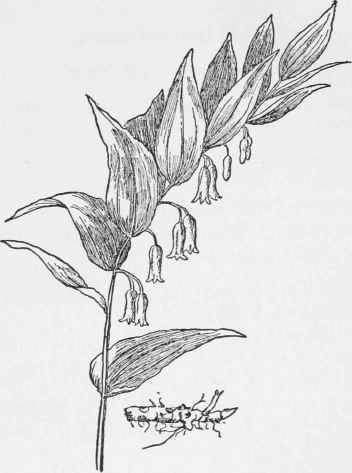 Solomon's Seal.