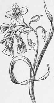 Spring Beauty. Claytonia Virginica