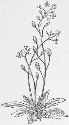 Whitlow Grass. Draba verna
