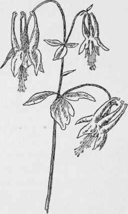 Wild Columbine. Aquilegia Canadensis