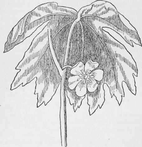 Wild Mandrake.