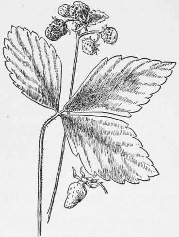 Wild Strawberry. Fragaria Virginiana