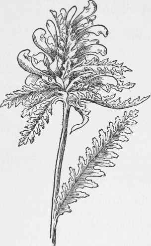 Wood Betony. Pedicularis Canadensis