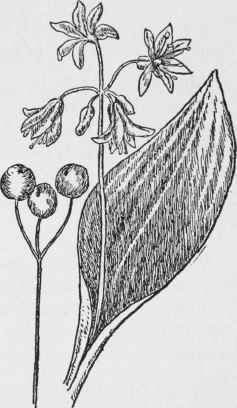 Yellow Clintonia. Clintonia borealis