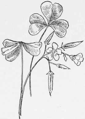 Yellow Wood Sorrel. Oxalis stricta