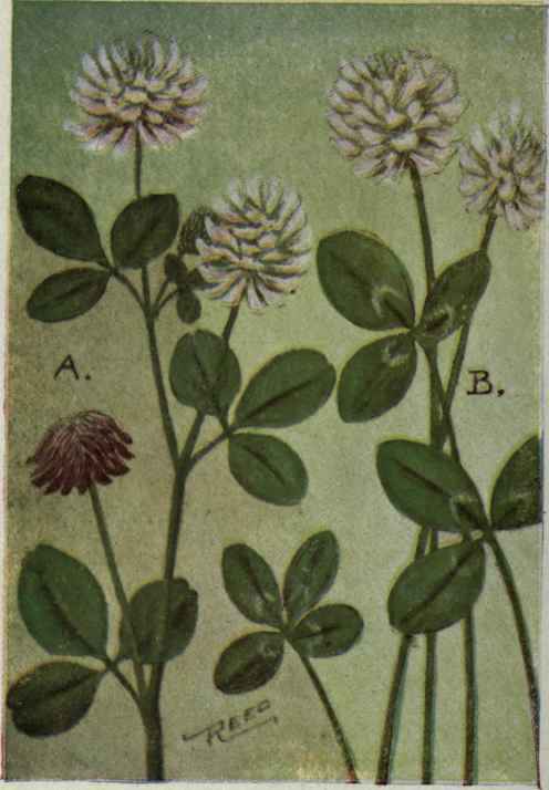 A. Alsike Clover. Trifolium hybridum.