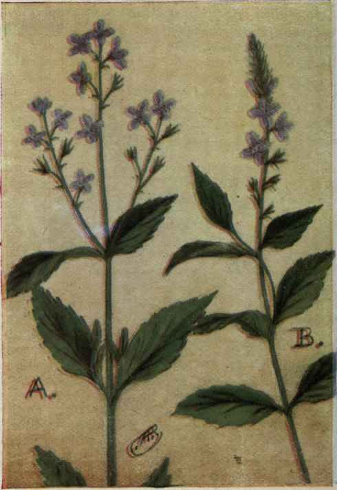 A. Am. Brooklime.