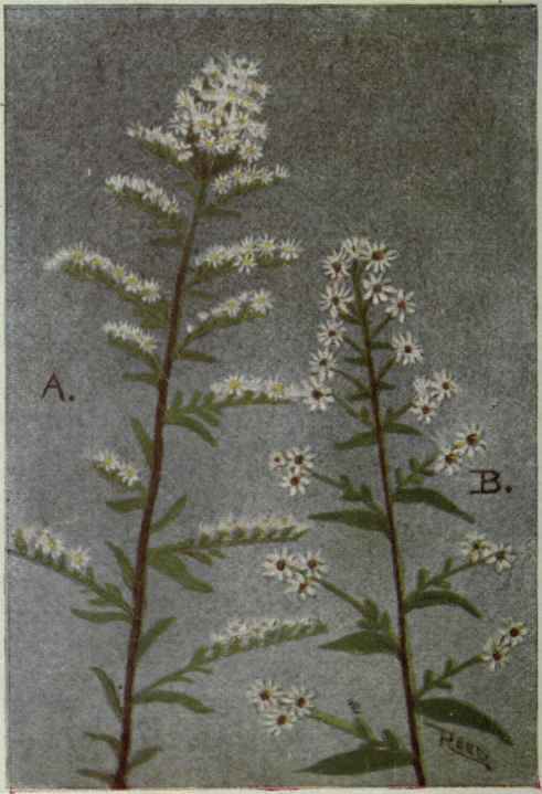 A. Aster vimineus.