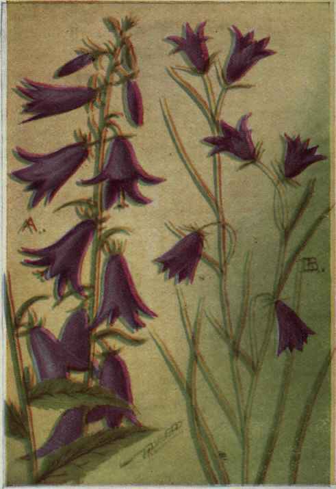 A. Bellflower.