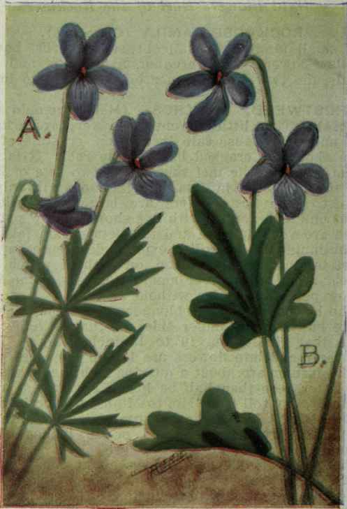 A. BirdVfoot Violet.