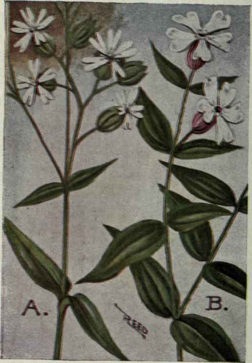 A. Bladder Campion. Silene latifolia.