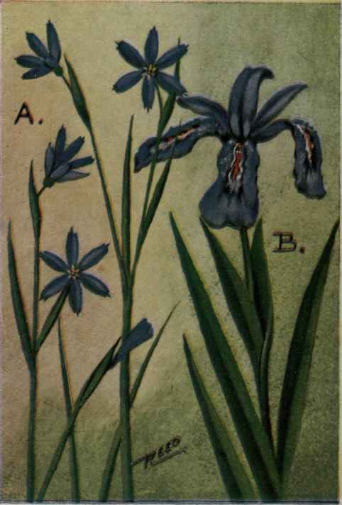 A. Blue eyed Grass. Sisyrinchium angustifolium. B. Crested Dwarf Iris. Iris cristata.