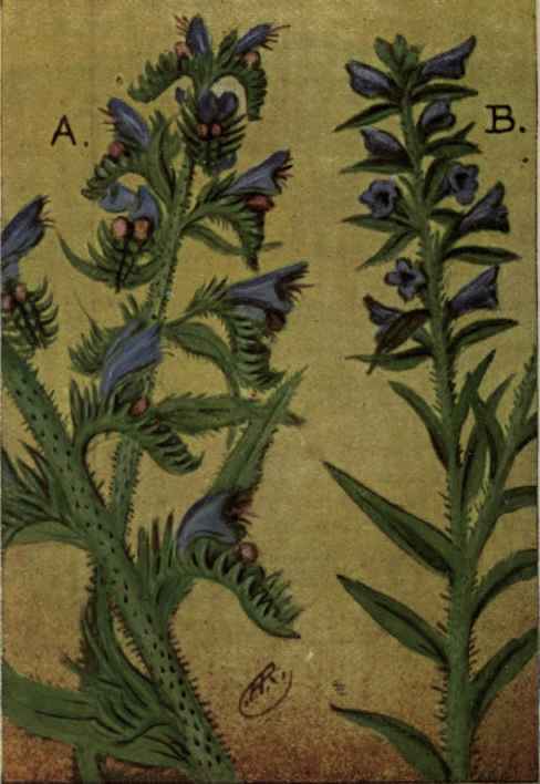 A. Blue weed; Viper's Bugloss.