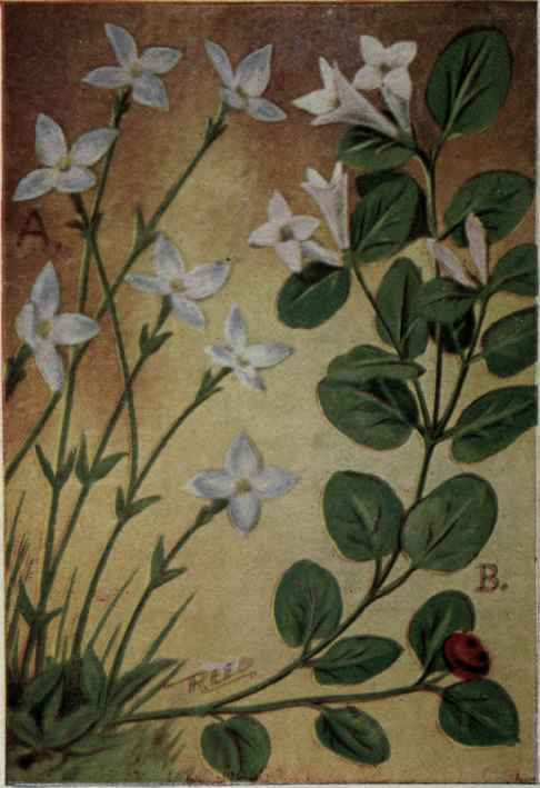 A. Bluets; Innocence.