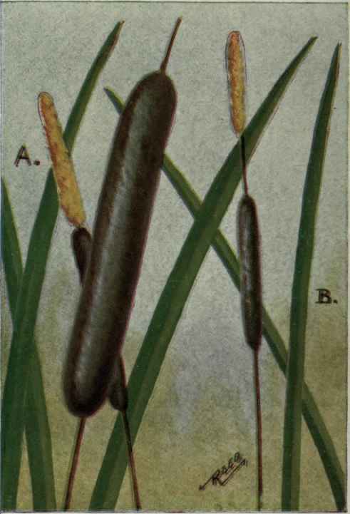 A. Common Cat tail Typha latifolia. B. Narrow leaved Cat tail. Typha angustifolia.