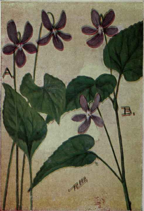 A. Common Violet. Viola cucullata.