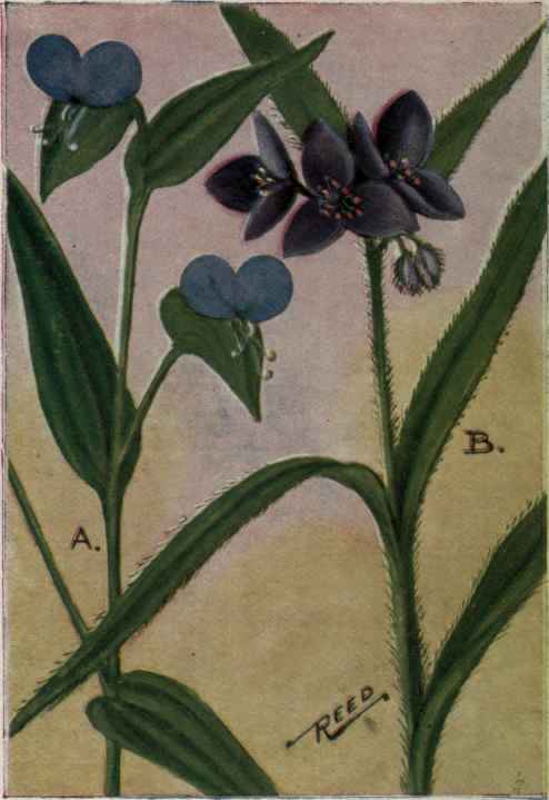 A. Day flower. Commelina communis.