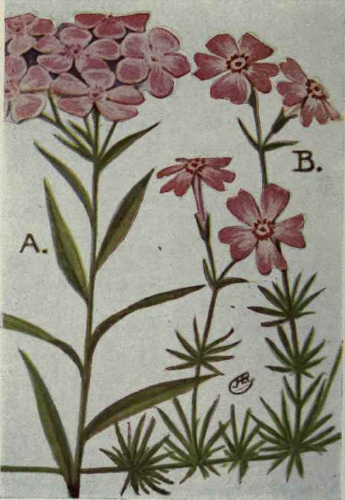 A. Downy Phlox.
