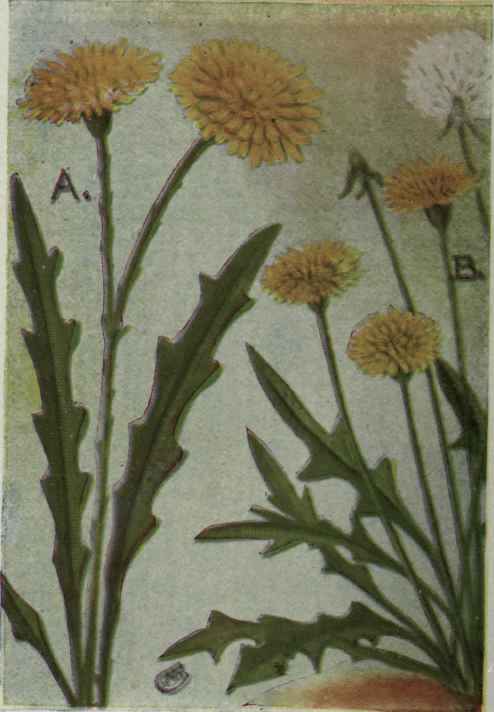 A. Fall Dandelion.
