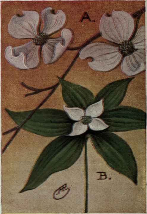 A. Flowering Dogwood.