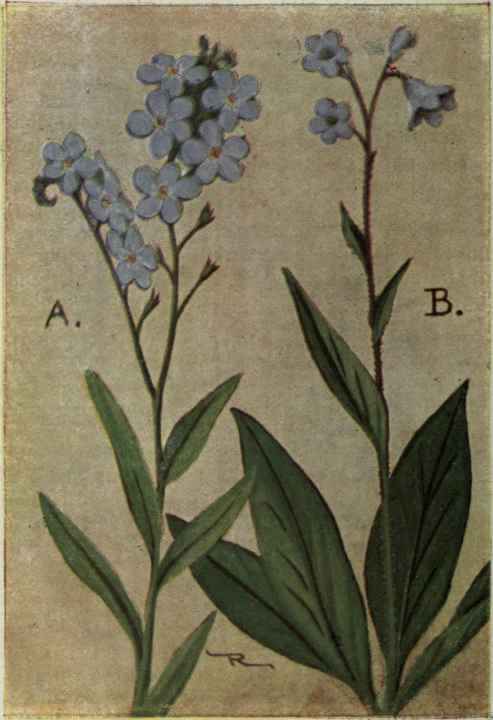 A. Forget me not. Myosotis scorpioides.