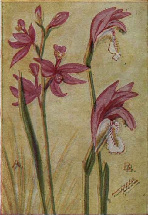 A. Grass Pink; Calopogon.