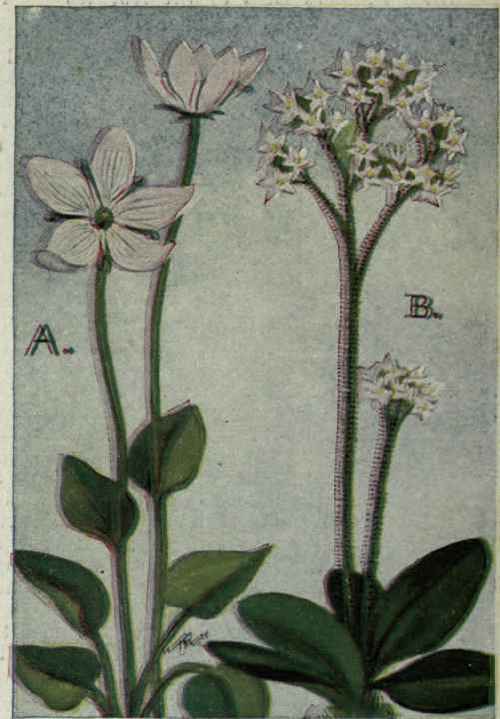 A. Grass of Parnassus. Parnassia caroliniana. B. Early Saxifrage. Saxifraga virginiensis.