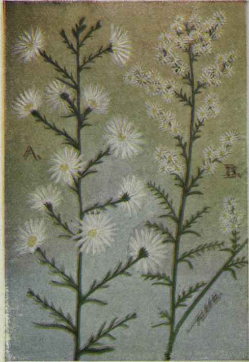 A. Heath Aster.