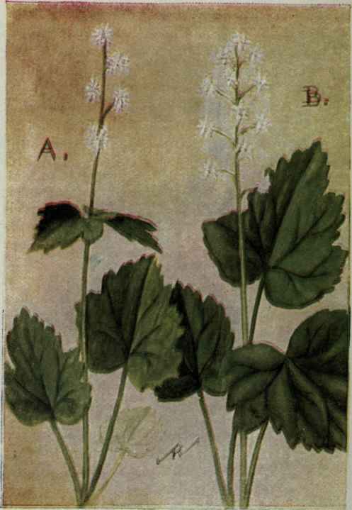 A. Mltrewort.