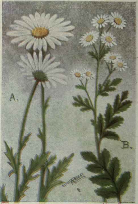 A. Ox eye Daisy; White Daisy.
